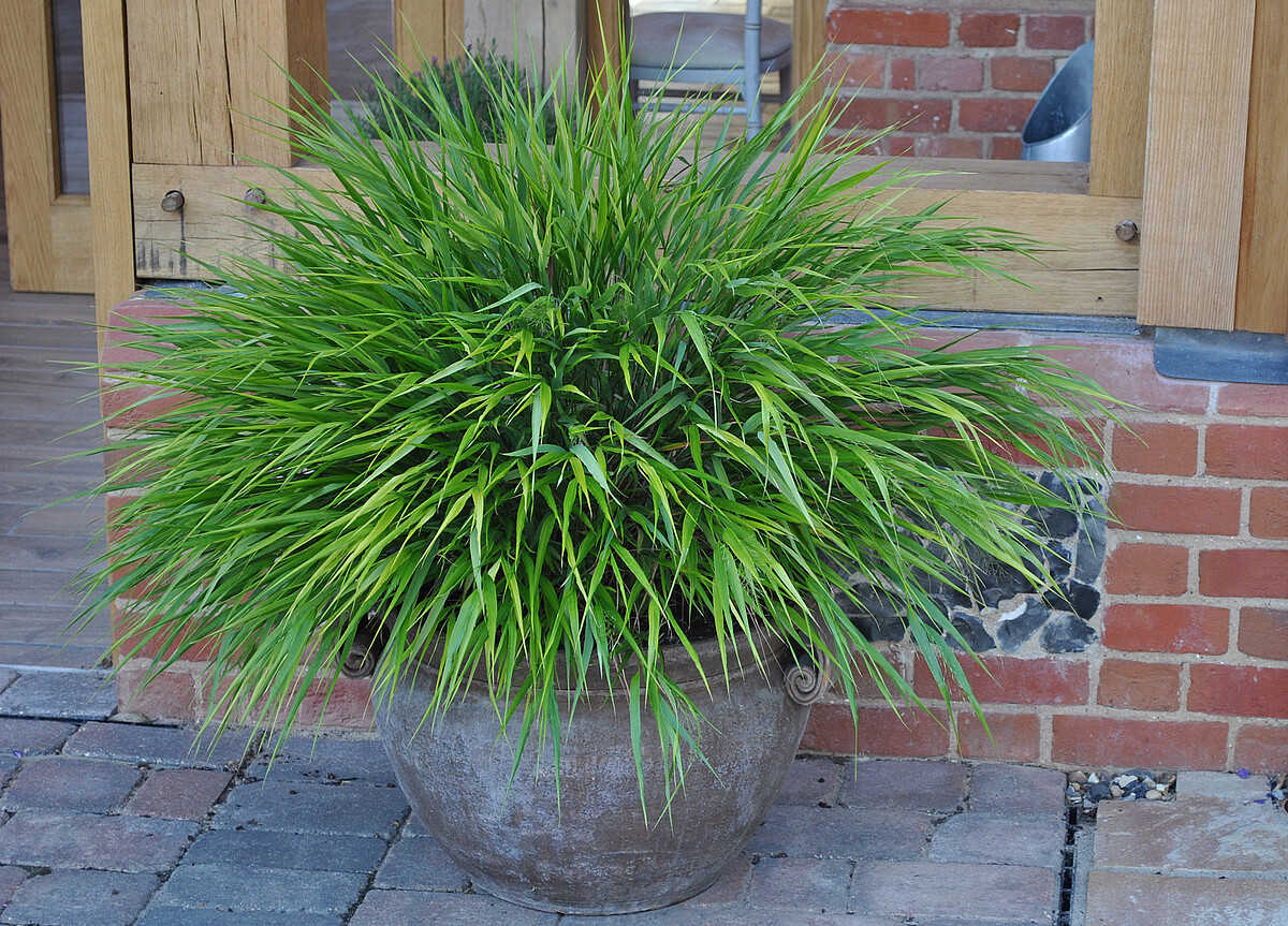 Iarbă japoneză de umbră - Hakonechloa macra ‘Greenhills’