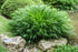 Iarbă japoneză de umbră - Hakonechloa macra ‘Greenhills’