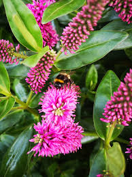 Hebe- Hebe ‘Autumn Colours Nana’