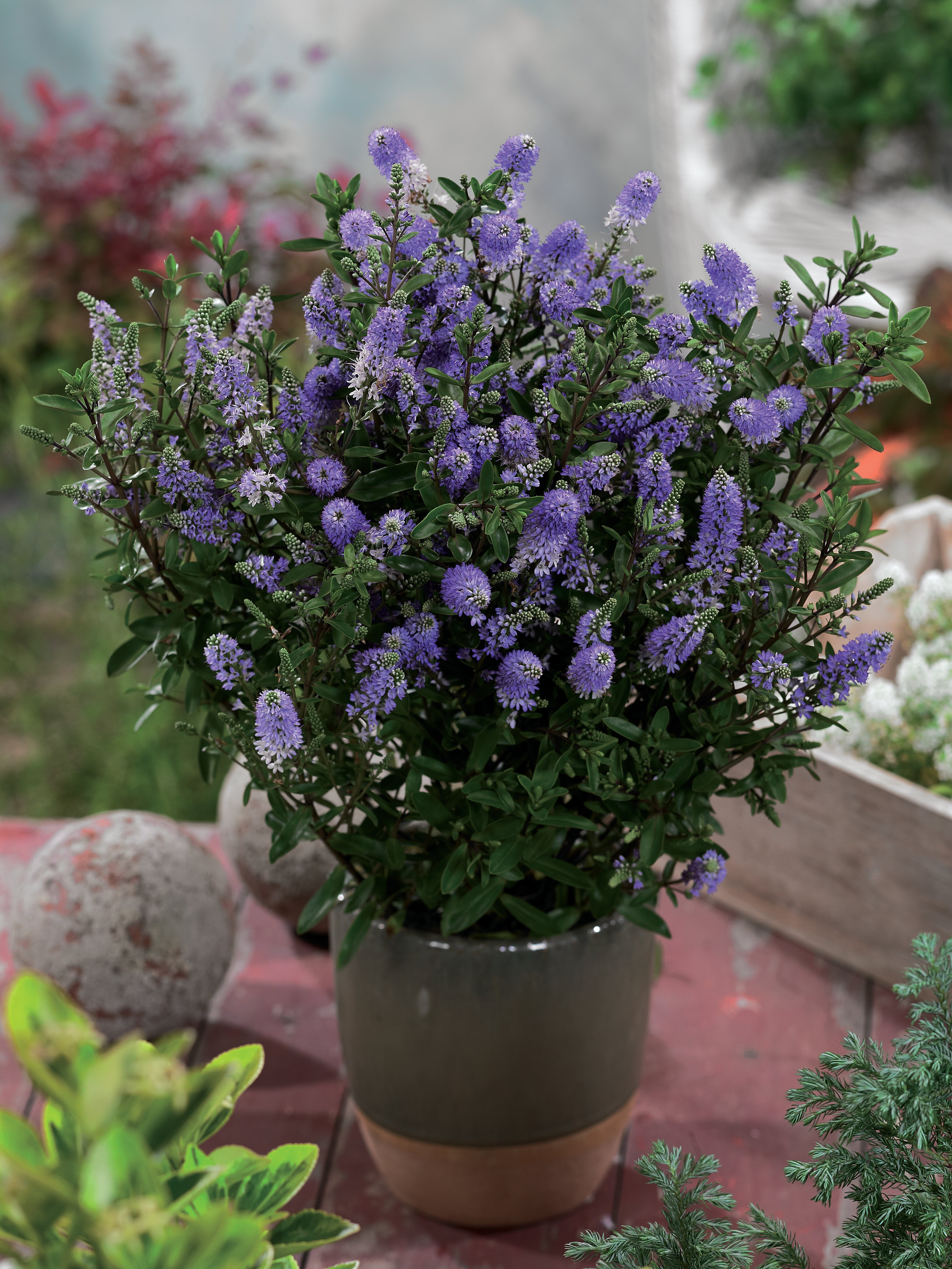 Hebe - Hebe andersonii ‘Autumn Colours Grethe’