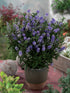 Hebe - Hebe andersonii ‘Autumn Colours Grethe’