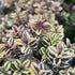 Hebe- Hebe × andersonii ‘Autumn Colours Tricolour’