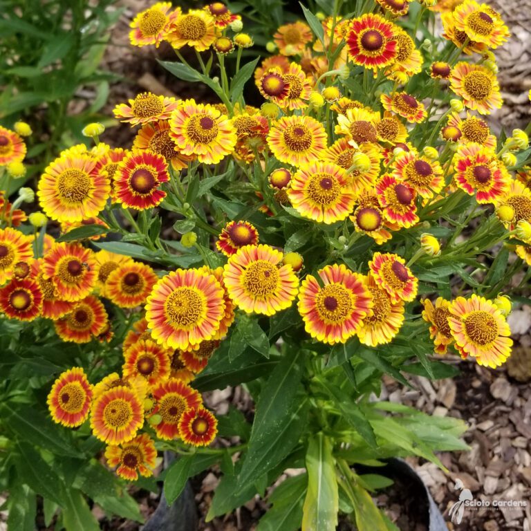 Floarea soarelui de toamnă - Helenium autumnale Mariachi Fuego