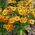 Floarea soarelui de toamnă - Helenium autumnale Mariachi Fuego