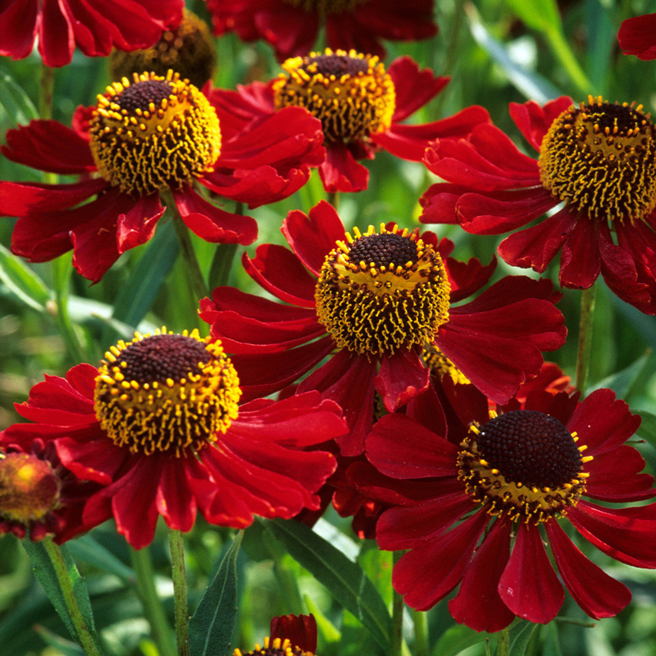 Floarea-soarelui de toamnă roșie - Helenium autumnale Helena Red Shades