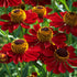 Floarea-soarelui de toamnă roșie - Helenium autumnale Helena Red Shades