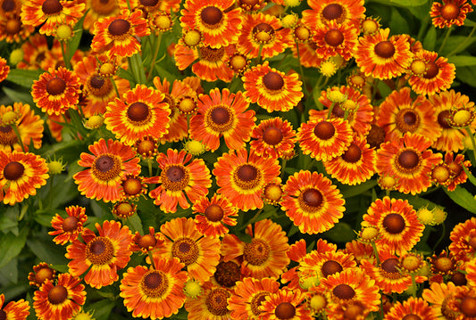 Floarea-soarelui de toamnă - Helenium autumnale Mariachi Fuego