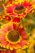 Floarea soarelui de toamnă - Helenium autumnale Mariachi Fuego