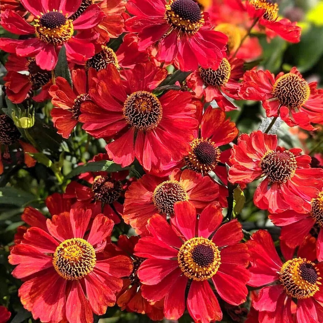 Floarea-soarelui de toamnă roșie - Helenium autumnale Helena Red Shades