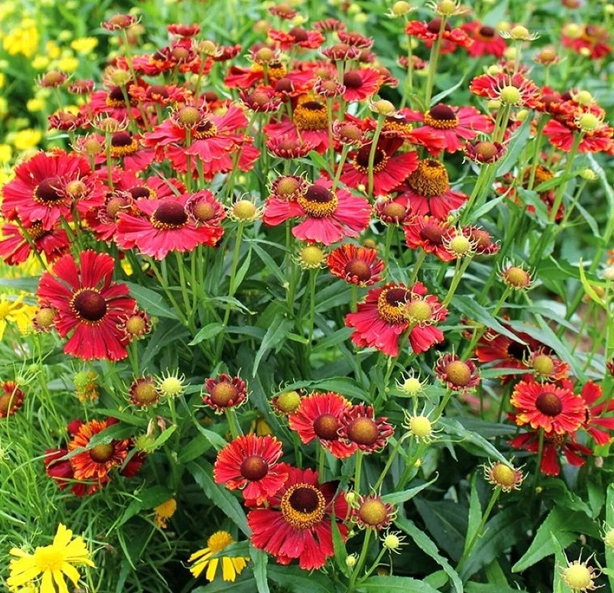 Floarea-soarelui de toamnă roșie - Helenium autumnale Helena Red Shades