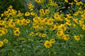 Floarea-soarelui de toamnă - Helenium autumnale Helena Gold