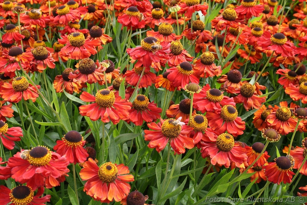 Floarea-soarelui de toamnă roșie - Helenium autumnale Helena Red Shades