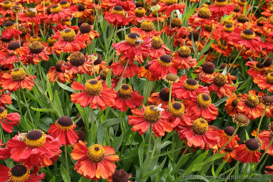 Floarea-soarelui de toamnă roșie - Helenium autumnale Helena Red Shades