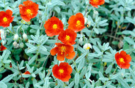 Iarba osului - Helianthemum Fire Dragon