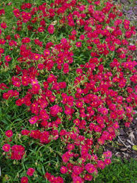 Trandafir de stâncă roșu - Helianthemum nummularium ‘Cerise’