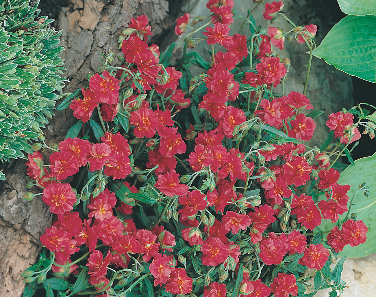 Trandafir de stâncă roșu - Helianthemum nummularium ‘Cerise’