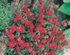 Trandafir de stâncă roșu - Helianthemum nummularium ‘Cerise’