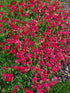 Trandafir de stâncă roșu - Helianthemum nummularium ‘Cerise’
