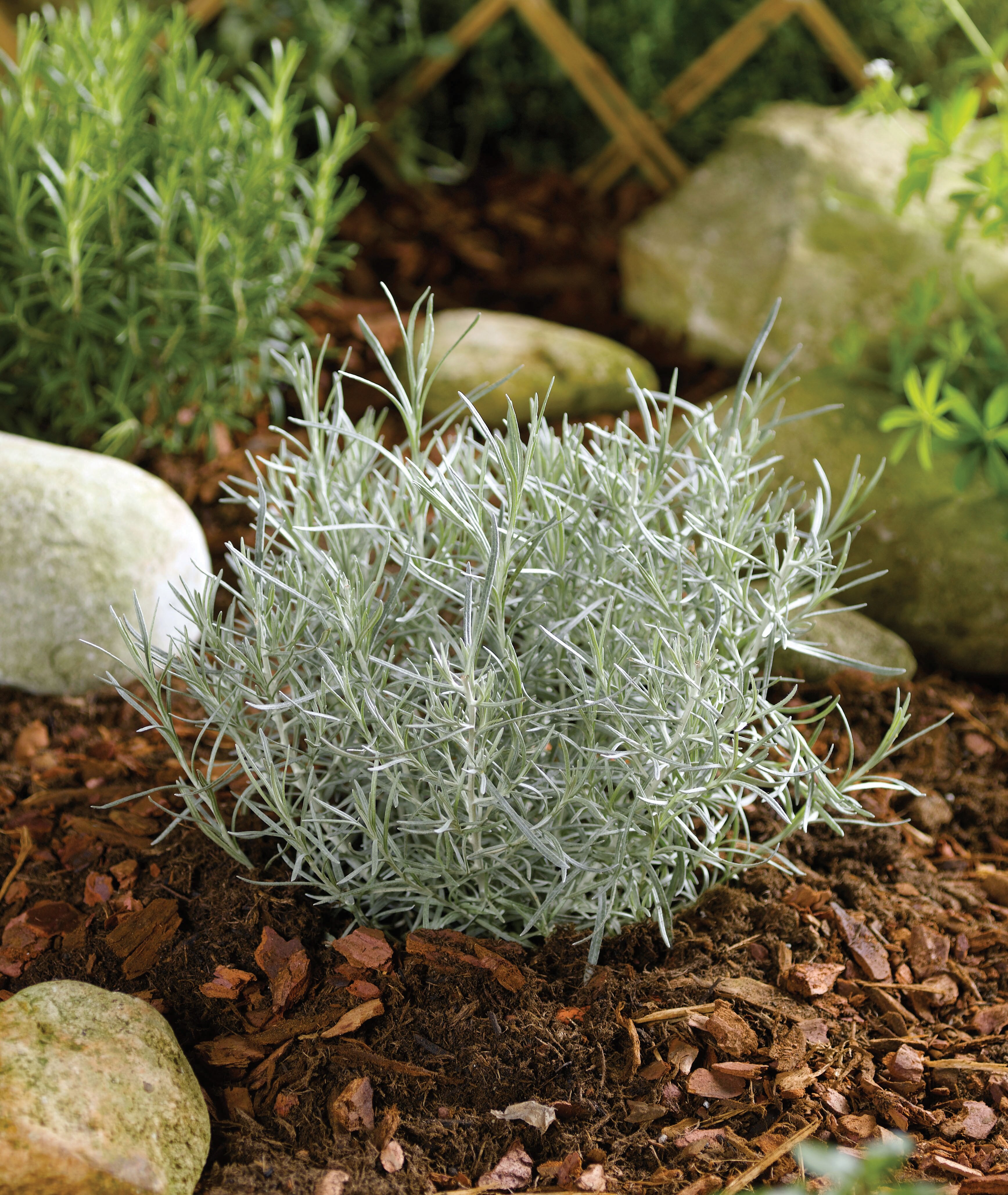 Curry - Helichrysum italicum ‘Compact Curry’