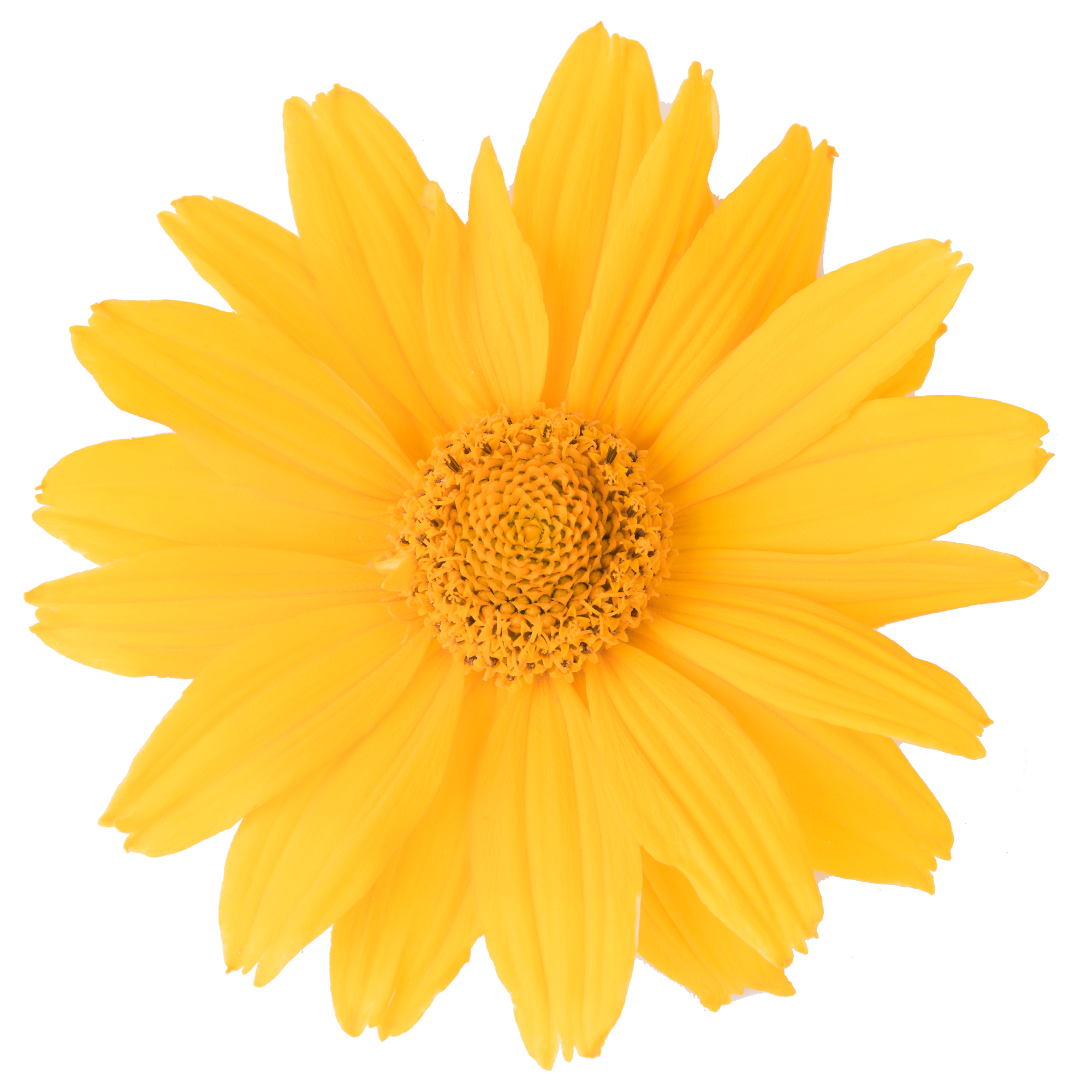 Floarea-soarelui perenă - Heliopsis helianthoides ‘Solar Flare’