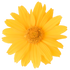 Floarea-soarelui perenă - Heliopsis helianthoides ‘Solar Flare’