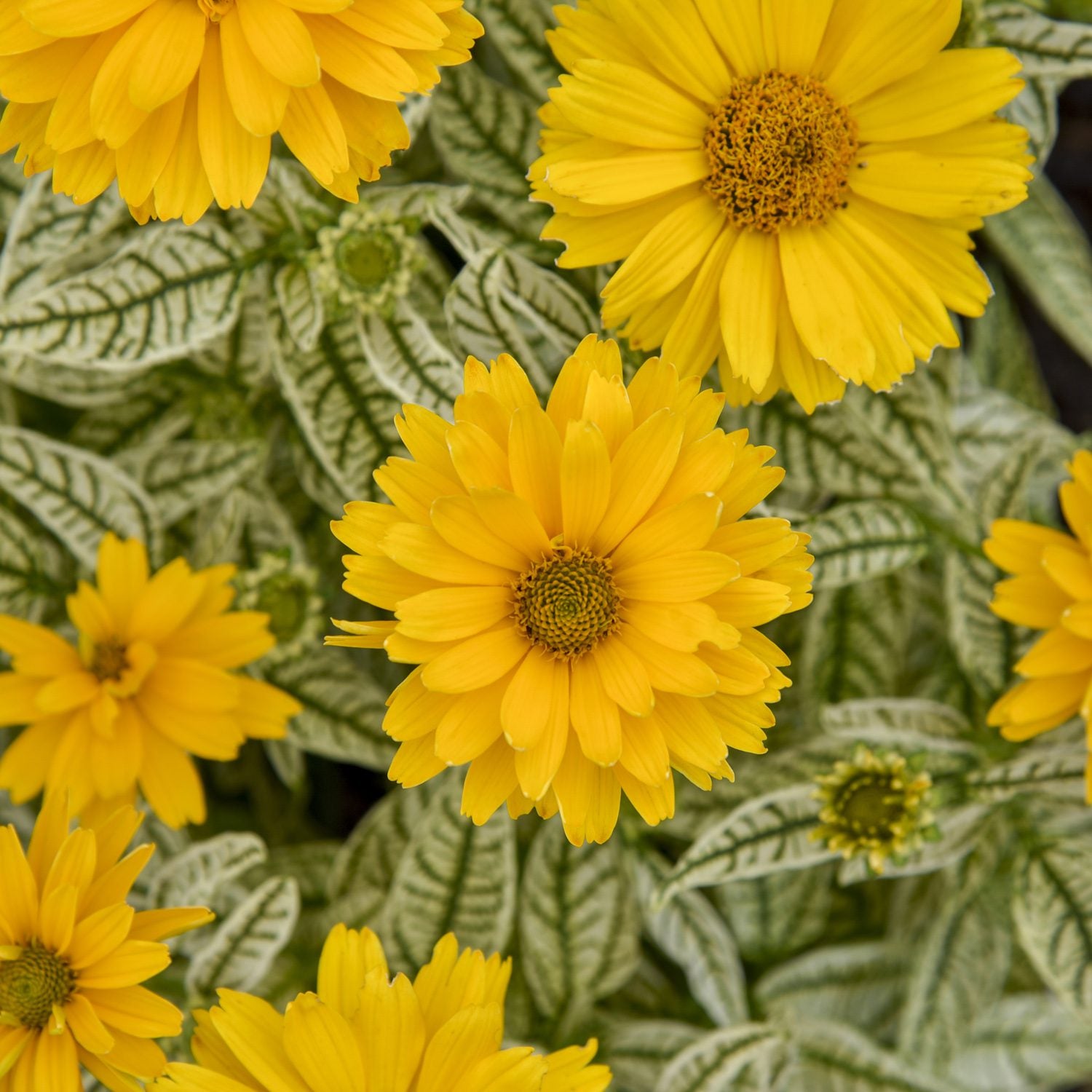 Floarea-soarelui perenă - Heliopsis helianthoides ‘Solar Flare’