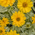 Floarea-soarelui perenă - Heliopsis helianthoides ‘Solar Flare’