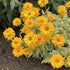 Floarea-soarelui perenă - Heliopsis helianthoides ‘Solar Flare’