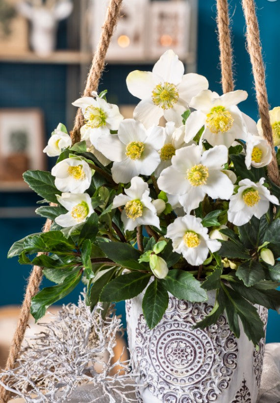 Spânz - Helleborus niger ‘Advent Star Early’