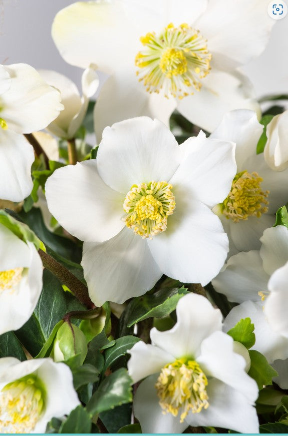 Spânz - Helleborus niger ‘Advent Star Early’