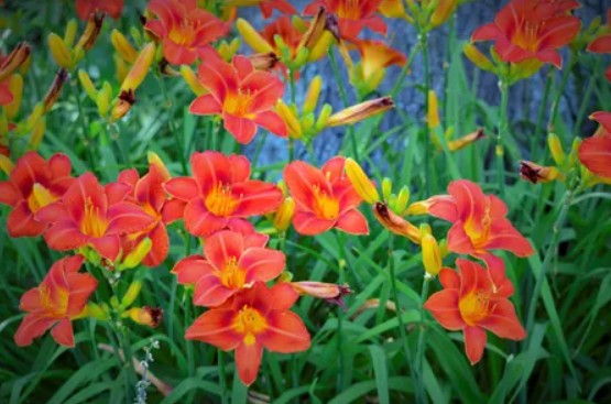 Crin de o zi - Hemerocallis ‘Anzac’
