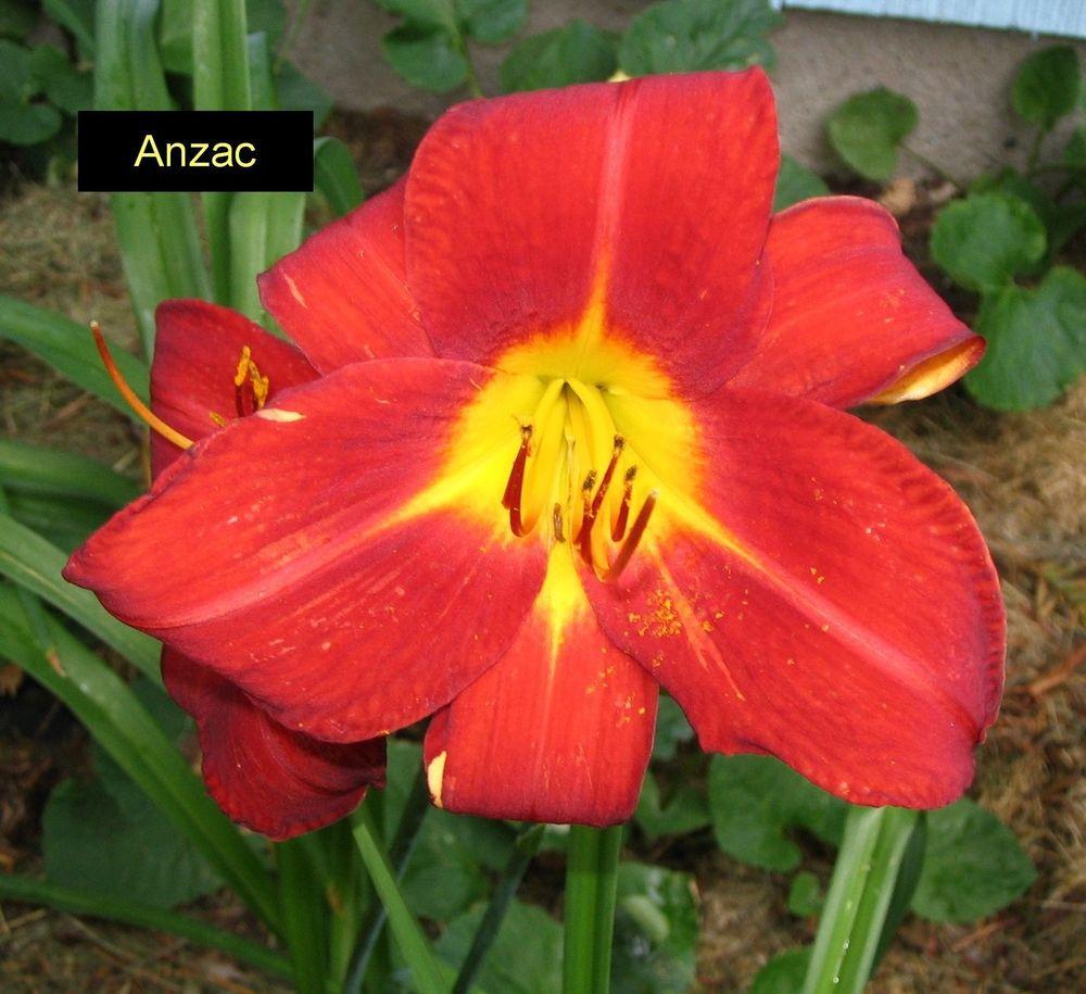 Crin de o zi - Hemerocallis ‘Anzac’