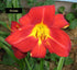 Crin de o zi - Hemerocallis ‘Anzac’