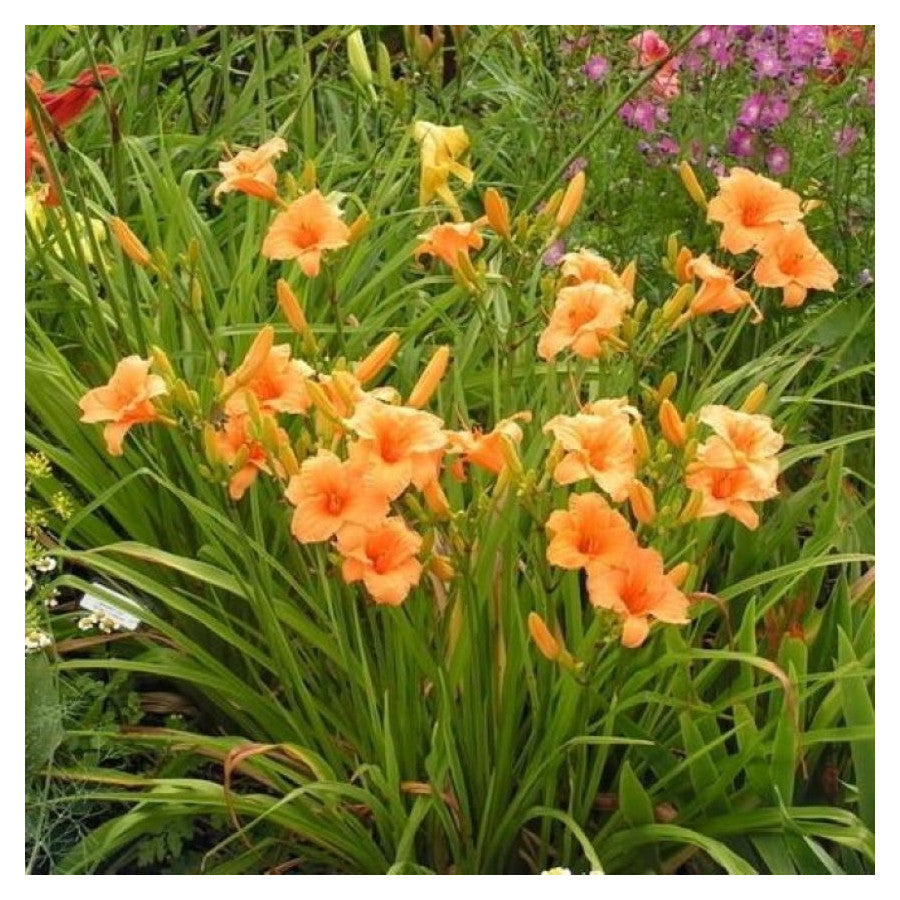 Crin de o zi - Hemerocallis ‘Bertie Ferris’