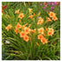 Crin de o zi - Hemerocallis ‘Bertie Ferris’