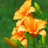 Crin de o zi - Hemerocallis ‘Bertie Ferris’