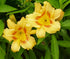 Crin de o zi - Hemerocallis ‘Black Eyed Stella’