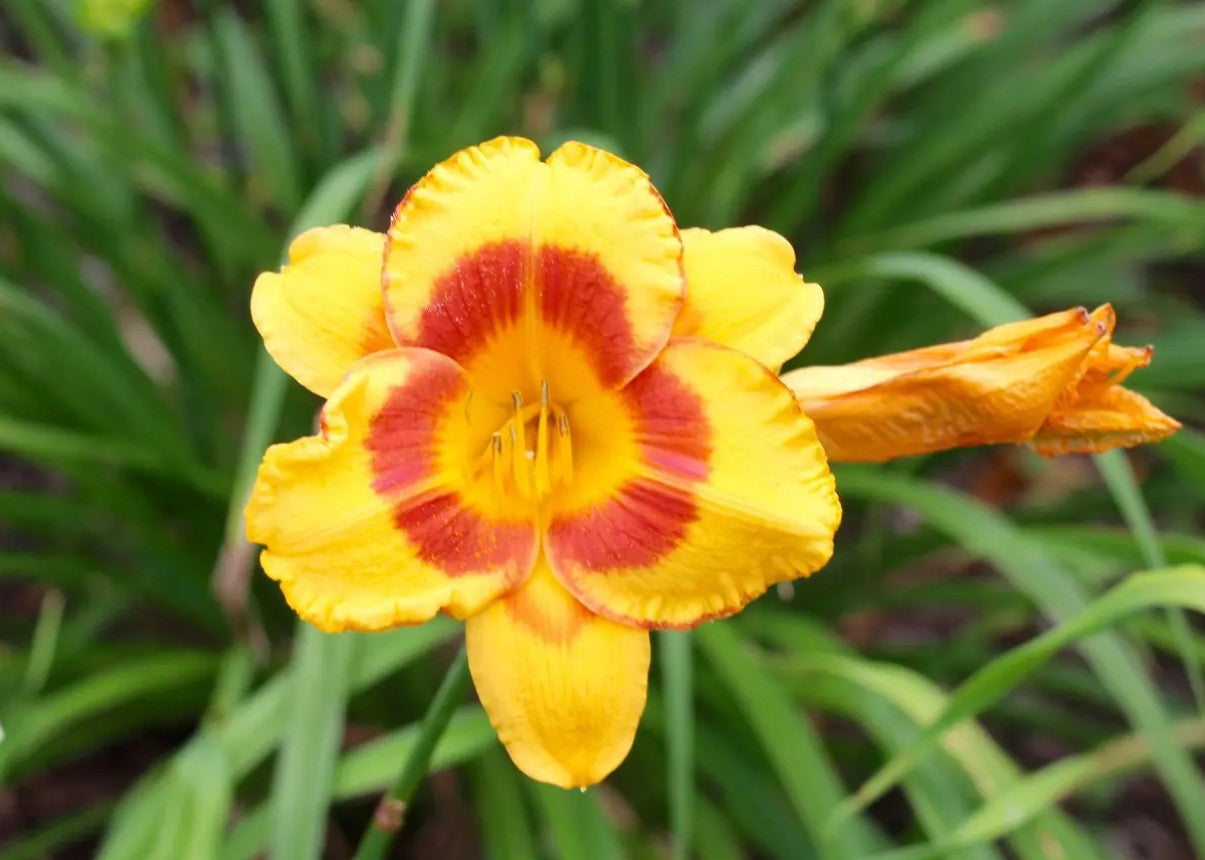 Crin de o zi - Hemerocallis ‘Black Eyed Stella’