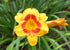 Crin de o zi - Hemerocallis ‘Black Eyed Stella’