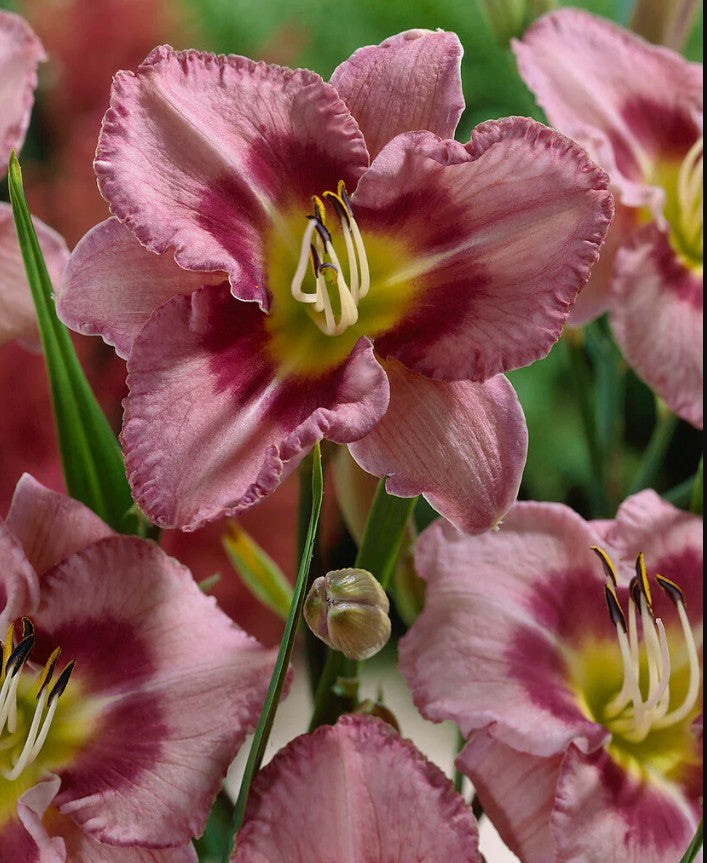 Crin de o zi - Hemerocallis ‘Edge Ahead’