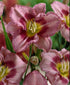 Crin de o zi - Hemerocallis ‘Edge Ahead’