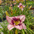 Crin de o zi - Hemerocallis ‘Edge Ahead’