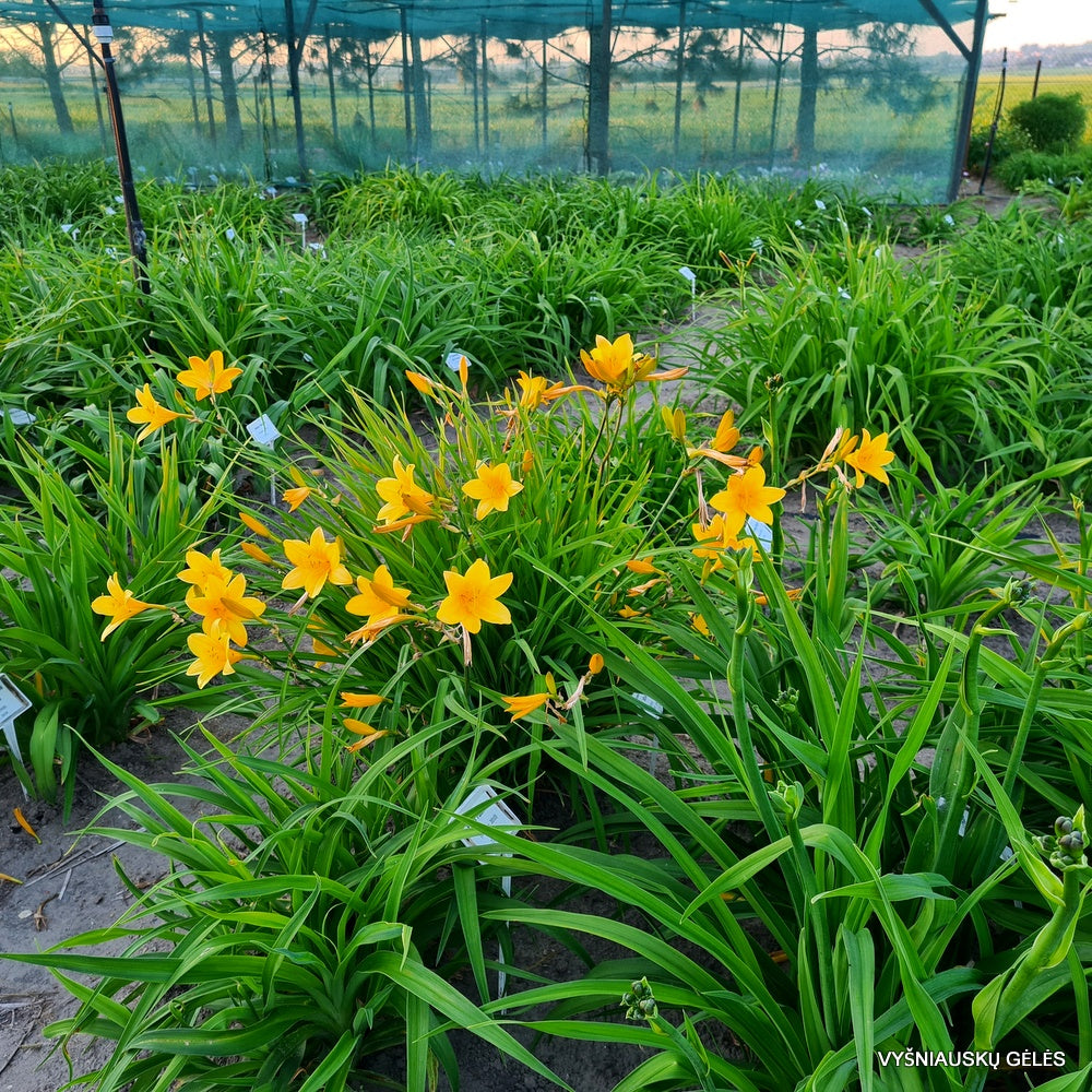 Crin de o zi - Hemerocallis dumortierii