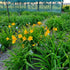 Crin de o zi - Hemerocallis dumortierii