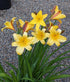 Crin de o zi - Hemerocallis dumortierii