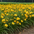 Crin de o zi Pitic - Hemerocallis Stella D'Oro