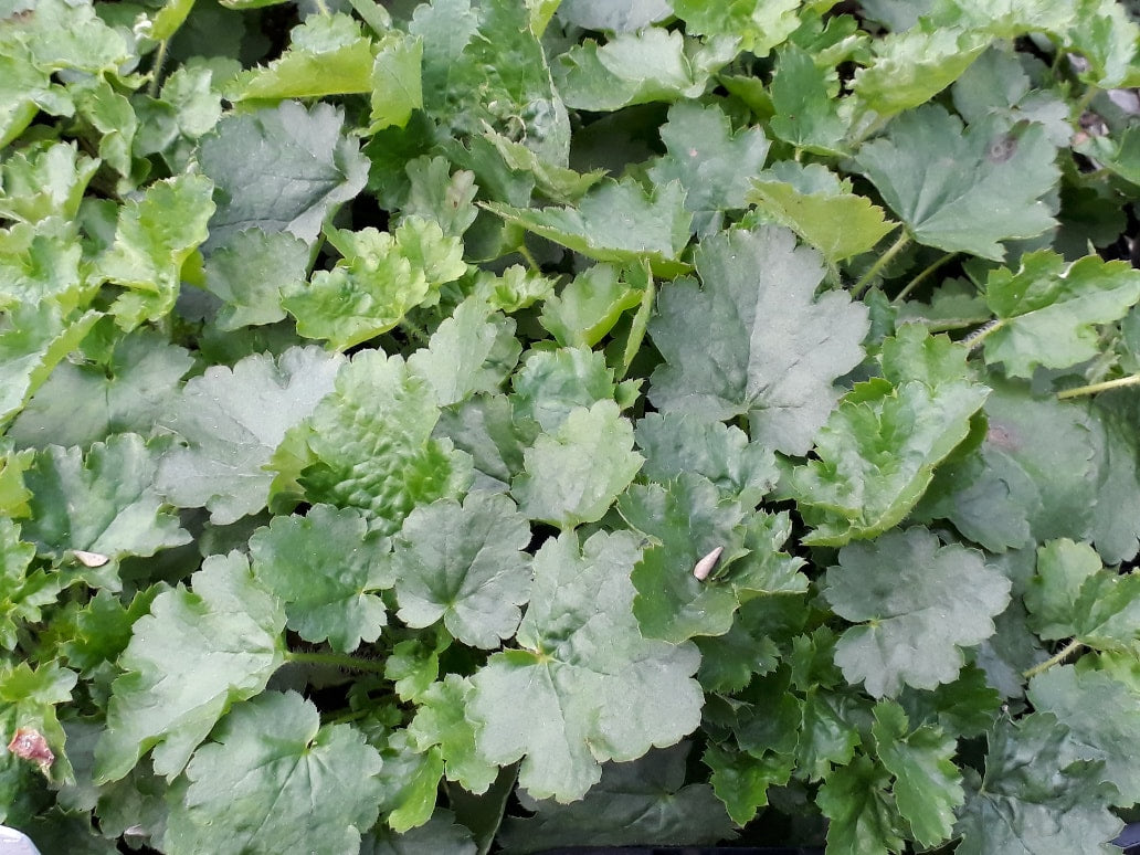 Clopoțel Verde - Heuchera Micrantha Green