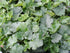 Clopoțel Verde - Heuchera Micrantha Green