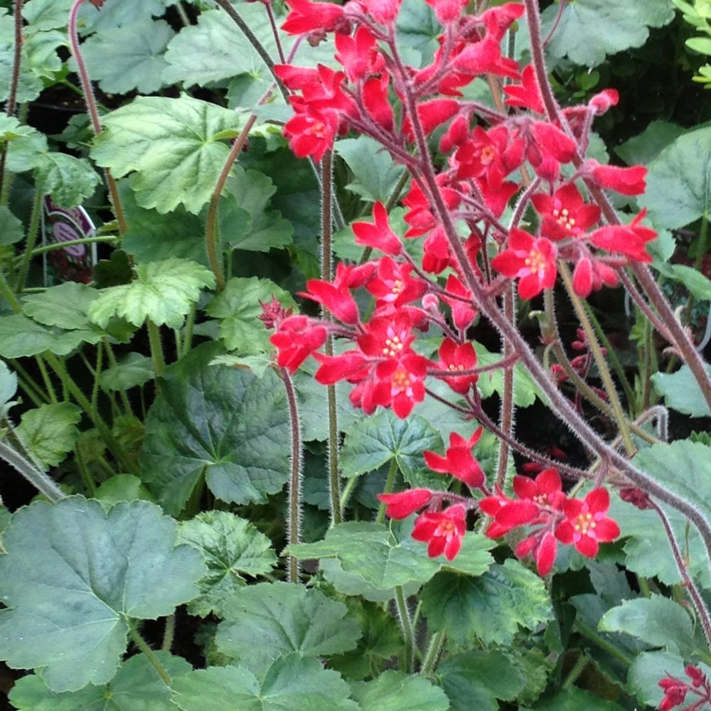 Clopoțel Roșu - Heuchera Sanguinea 'Ruby Bells'