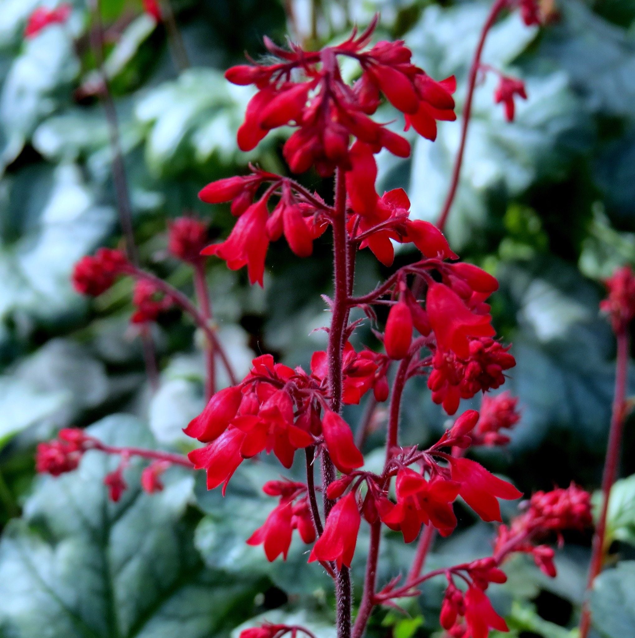 Clopoțel Roșu - Heuchera Sanguinea 'Ruby Bells'